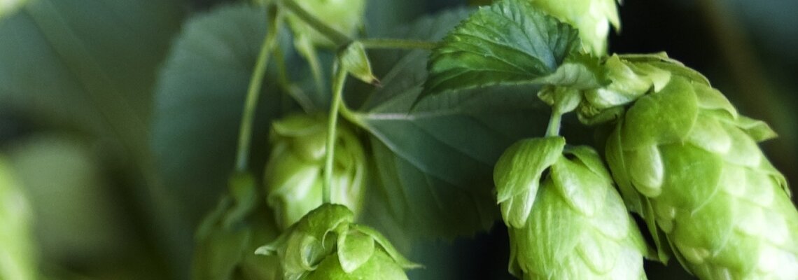 Hopfen